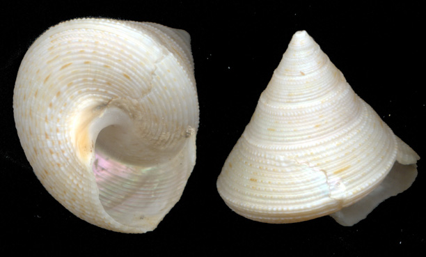 1 - Calliostoma granulatum?